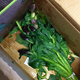 Image for article titled ProFlowers Delivers Sparse-Ass Bouquets Instead of Lush Pictured Flowers